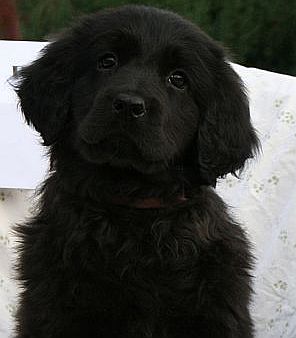 bella bella