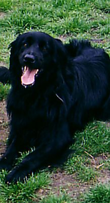 nelson nelson